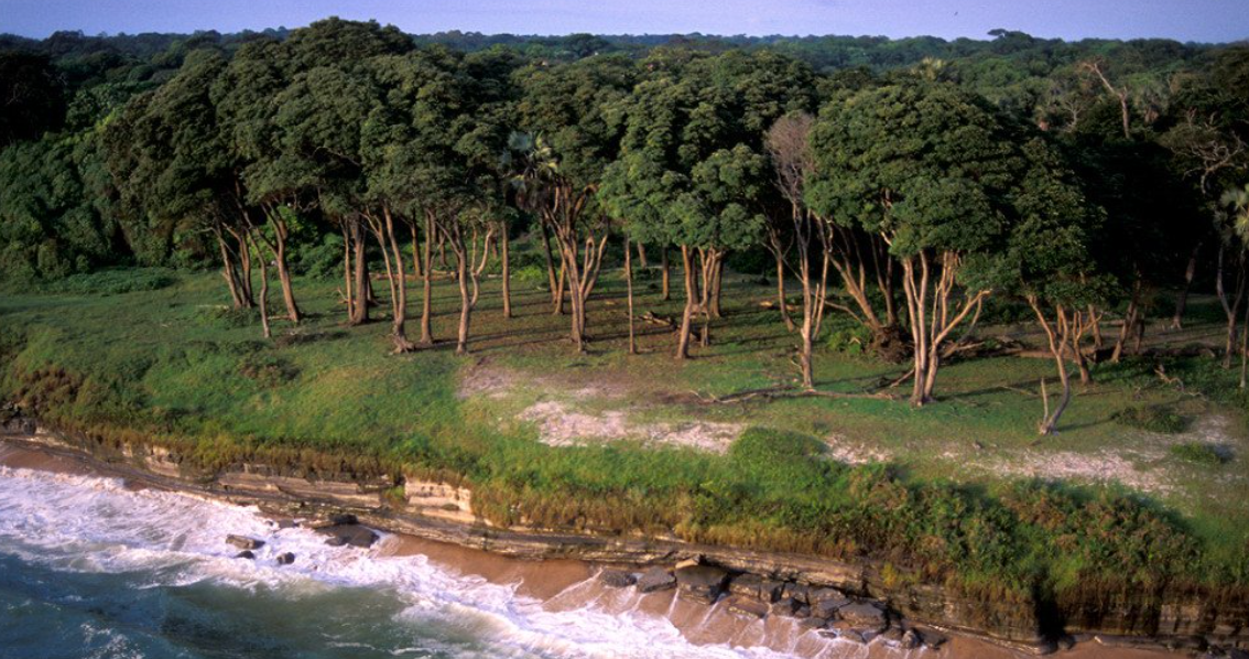 Akanda NP &amp; Pongara NP, Near Libreville, Gabon